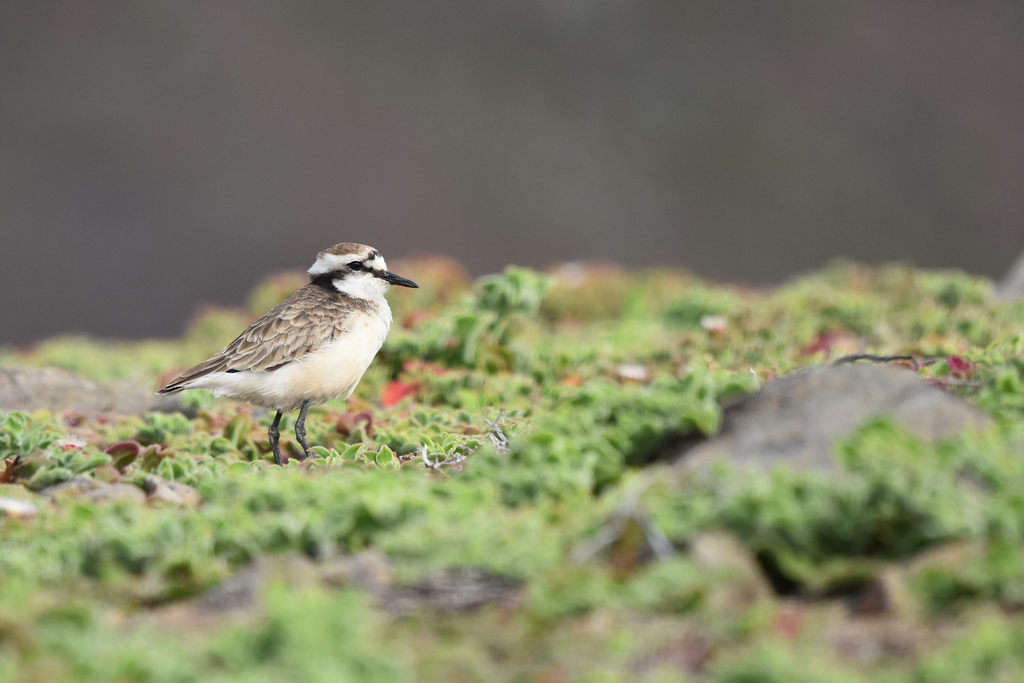 St. Helena Plover (Anarhynchus sanctaehelenae) photo