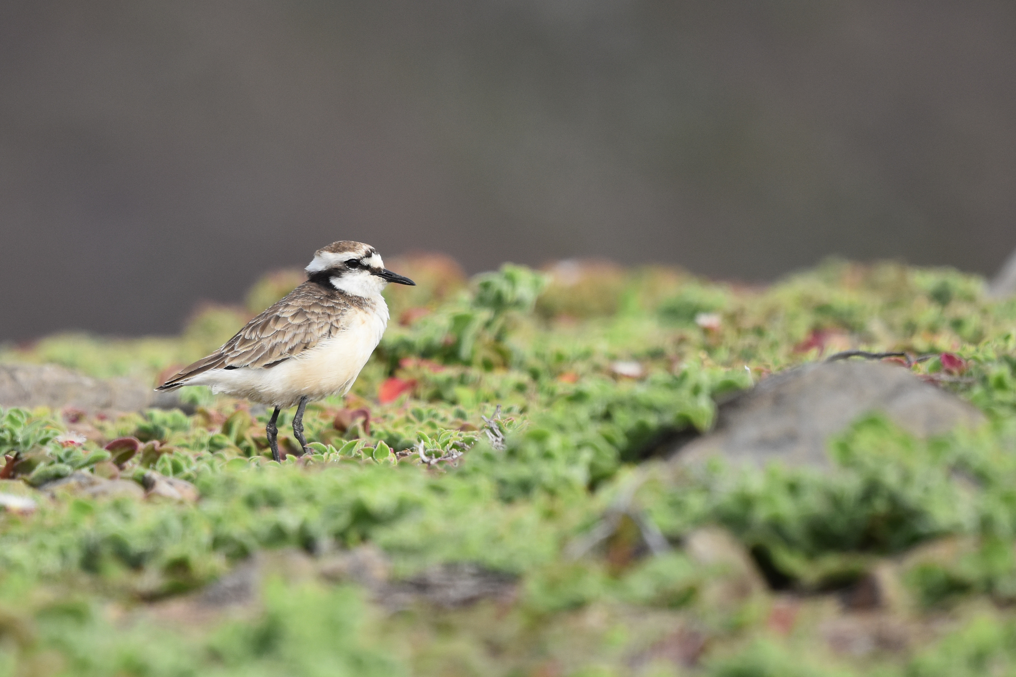 St. Helena Plover illustration