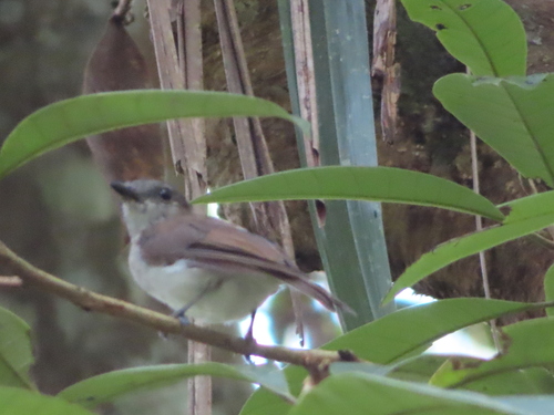 Mangrove Whistler (Pachycephala cinerea), photo 8