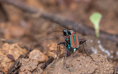 Jansenia viridicincta