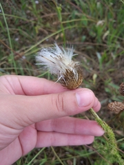 Carduus uncinatus