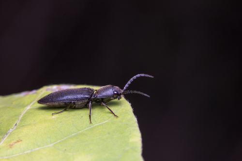 Propsephus, 2019-06-15
