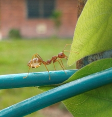Oecophylla smaragdina