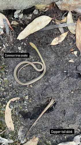 Common Tree Snake sighting