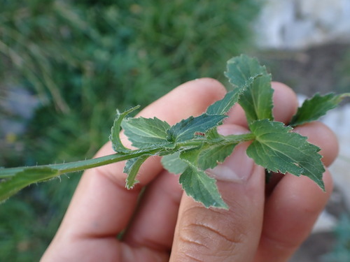 Image of Campanula rhomboidalis by (c) Franck Cabot, some rights reserved (CC BY)