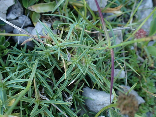 Image of Dianthus subacaulis by (c) Franck Cabot, some rights reserved (CC BY)