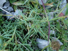 Dianthus subacaulis, photograph (c) Franck Cabot, some rights reserved (CC BY)