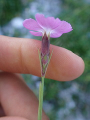 Dianthus subacaulis, photograph (c) Franck Cabot, some rights reserved (CC BY)