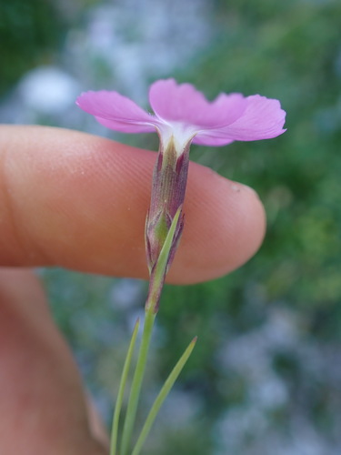 Image of Dianthus subacaulis by (c) Franck Cabot, some rights reserved (CC BY)