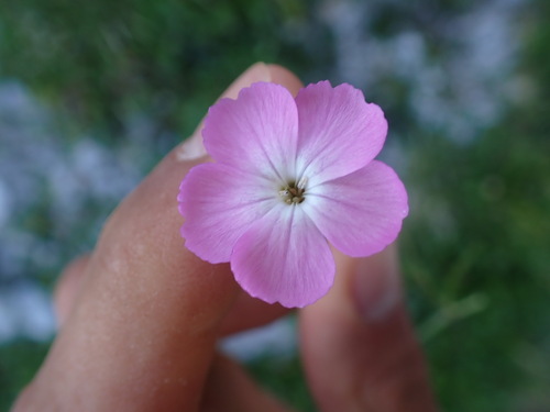 Image of Dianthus subacaulis by (c) Franck Cabot, some rights reserved (CC BY)