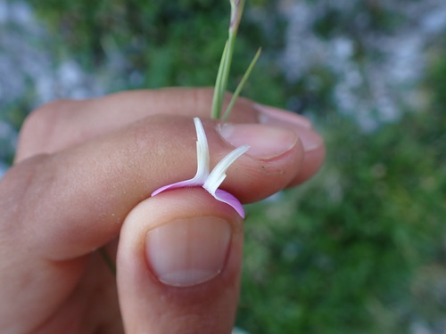 Dianthus subacaulis, photograph 6