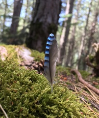 Garrulus glandarius graecus