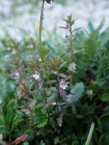Image of Euphrasia salisburgensis by (c) Franck Cabot, some rights reserved (CC BY)