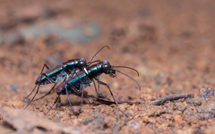 Jansenia viridicincta