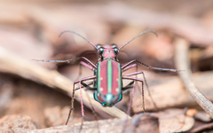 Jansenia viridicincta