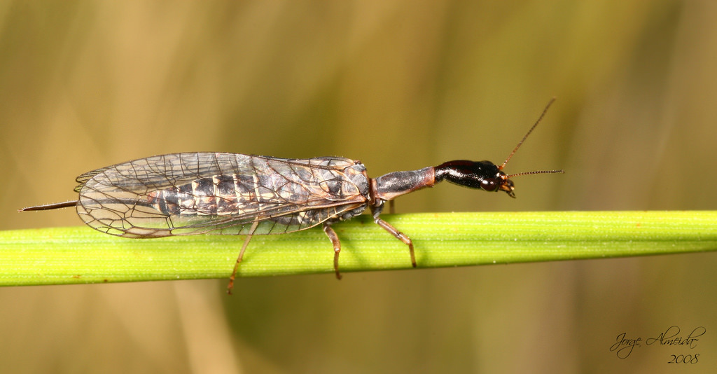 Sheep Bot Fly (NPS National Capital Region True Flies) · iNaturalist