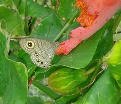 Lepidoptera