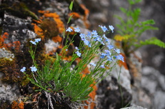 Eritrichium pectinatum