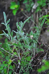 Psephellus sibiricus