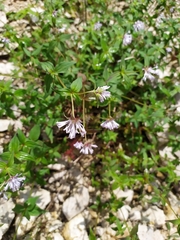 Asperula taurina