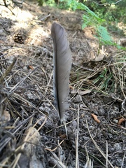 Garrulus glandarius graecus