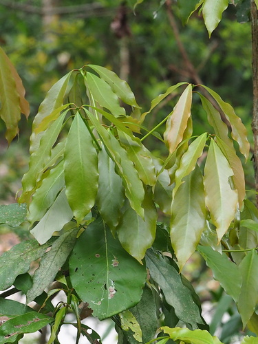 Image of Large-Leaved Nanmu (Machilus japonicus) by no rights reserved