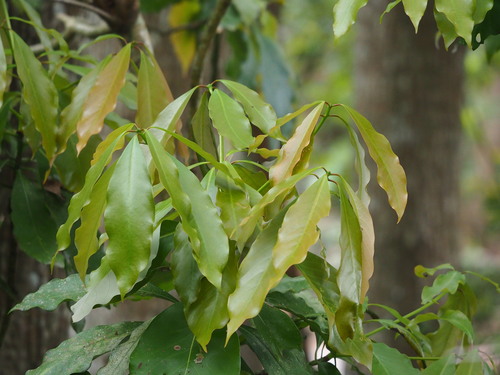 Image of Machilus japonicus by no rights reserved