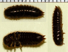 Ecnolagria rufescens