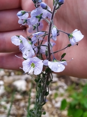 Veronica gentianoides