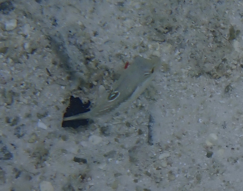 Bennett's sharpnose puffer