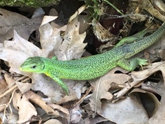 Lacerta trilineata