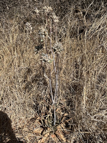 Image of Aloe greatheadii by no rights reserved