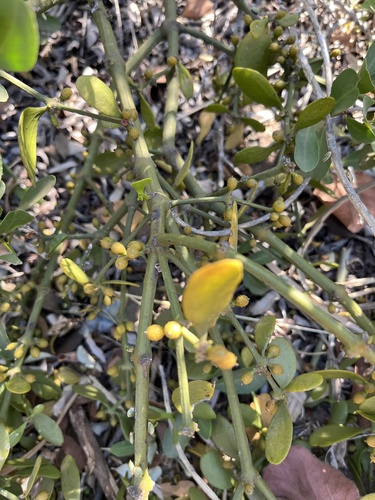 Warty Mistletoe (Viscum verrucosum)