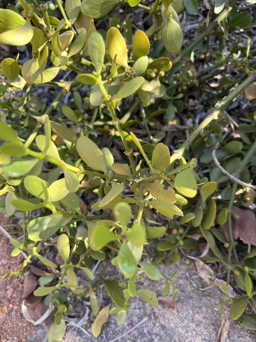 Image of Viscum verrucosum by no rights reserved