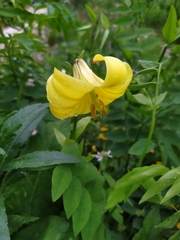 Lilium monadelphum