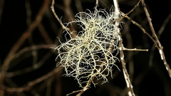 Usnea oncodes