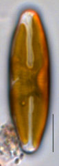 Staurophora columbiana