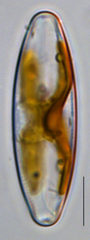 Staurophora columbiana
