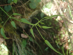 Rubia lanceolata