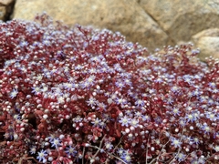 Sedum caeruleum