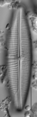 Staurophora columbiana