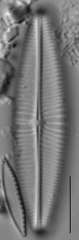 Staurophora columbiana