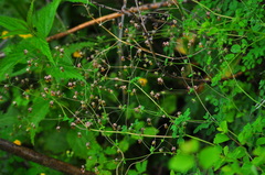 Thalictrum foetidum