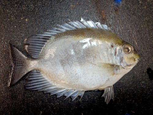 Randall's rabbitfish (Siganus randalli) — Siganidae — 3