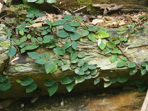 Ficus pumila