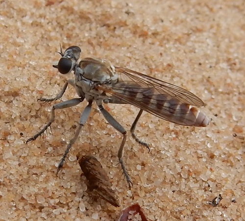 Stichopogon colei