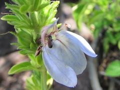 Justicia petiolaris