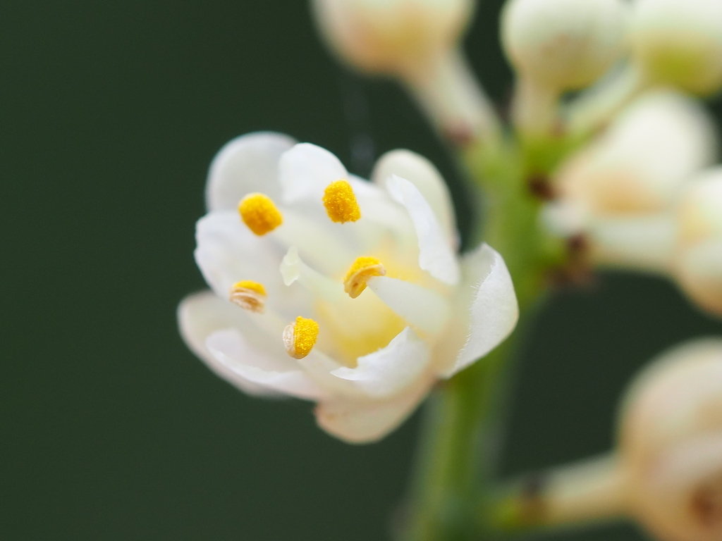 Staphylea ternata