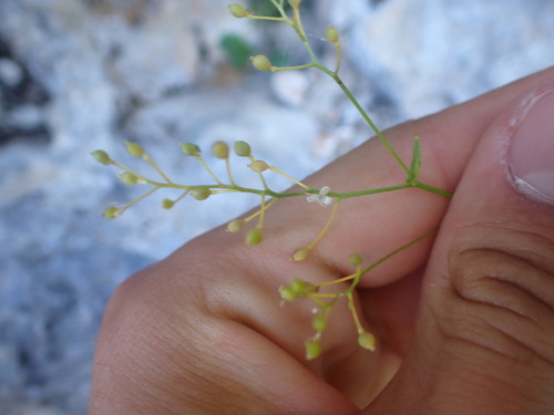 Image of Kernera saxatilis by (c) Franck Cabot, some rights reserved (CC BY)