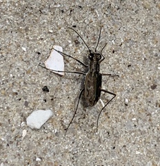 Ellipsoptera marginata